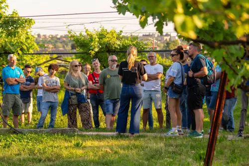 Delle persone che passeggiano nel vigneto dell'azienda agricola Fugolo Gianluca durante una delle loro degustazioni