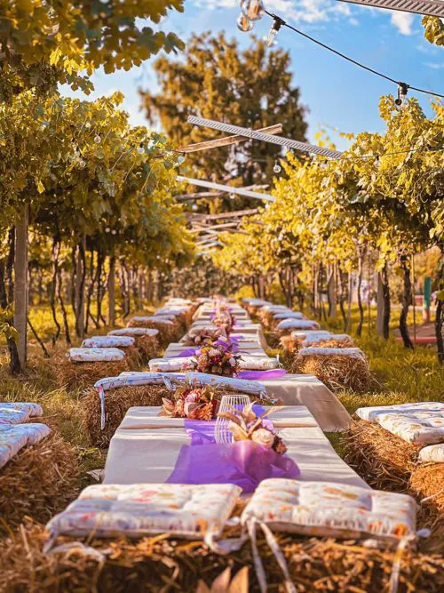 Il vitigno dell'azienda agricola Fugolo al tramonto, con una bicicletta viola e dei tavolini fra i filari
